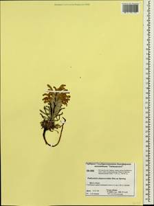 Pedicularis alopecuroides Steven ex Spreng., Siberia, Central Siberia (S3) (Russia)