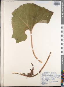 Petasites spurius (Retz.) Rchb., Eastern Europe, Central region (E4) (Russia)