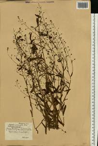 Myosotis arvensis (L.) Hill, Eastern Europe, South Ukrainian region (E12) (Ukraine)