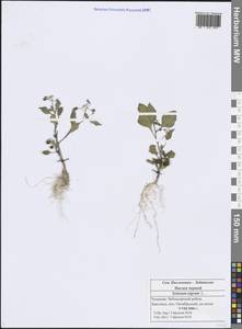 Solanum nigrum L., Eastern Europe, Middle Volga region (E8) (Russia)