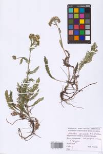 Achillea apiculata N. I. Orlova, Eastern Europe, Northern region (E1) (Russia)