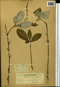 Populus suaveolens Fisch., Siberia, Russian Far East (S6) (Russia)