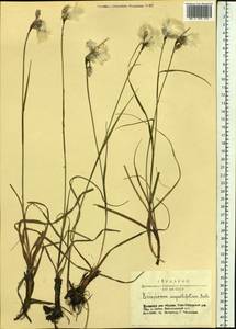 Eriophorum angustifolium Honck., Siberia, Altai & Sayany Mountains (S2) (Russia)