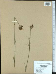 Dianthus borbasii, Eastern Europe, Central region (E4) (Russia)