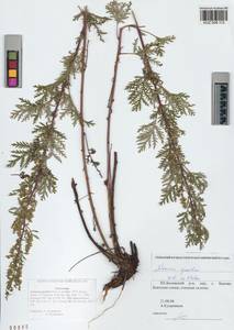 Artemisia gmelinii Weber ex Stechm., Siberia, Altai & Sayany Mountains (S2) (Russia)