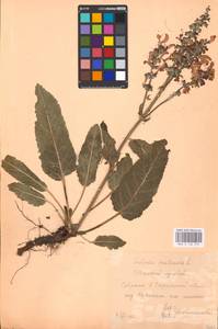 MHA 0 156 272, Salvia pratensis L., Eastern Europe, Central forest-and-steppe region (E6) (Russia)