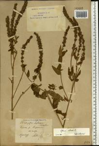 Lythrum salicaria L., Eastern Europe, Eastern region (E10) (Russia)