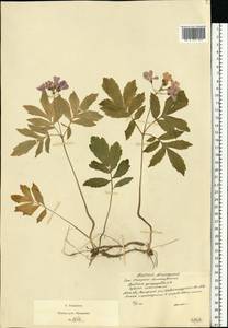 Cardamine quinquefolia (M. Bieb.) Schmalh., Eastern Europe, Moscow region (E4a) (Russia)