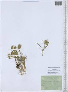 Eremopyrum distans (K.Koch) Nevski, Middle Asia, Karakum (M6) (Turkmenistan)