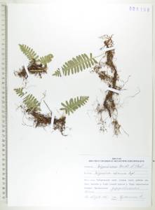 Polypodium sibiricum Sipliv., Siberia, Russian Far East (S6) (Russia)