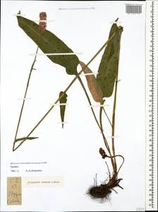 Bistorta carnea (K. Koch) Kom., Caucasus, Georgia (K4) (Georgia)
