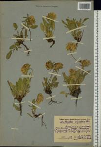 Anthyllis vulneraria subsp. alpestris (Hegetschw.)Asch. & Graebn., Eastern Europe, West Ukrainian region (E13) (Ukraine)