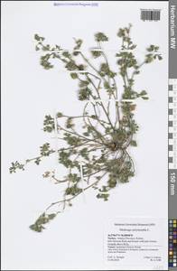 Medicago polymorpha L., South Asia, South Asia (Asia outside ex-Soviet states and Mongolia) (ASIA) (Turkey)