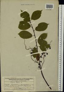 Prunus padus L., Eastern Europe, Volga-Kama region (E7) (Russia)