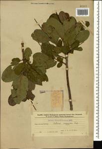 Cotinus coggygria Scop., Caucasus, Azerbaijan (K6) (Azerbaijan)