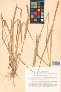 Elyleymus bergrothii (H.Lindb.) Conert, Eastern Europe, Northern region (E1) (Russia)