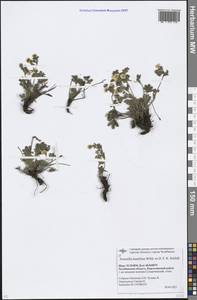 Potentilla humifusa Willd. ex D. F. K. Schltdl., Eastern Europe, Eastern region (E10) (Russia)