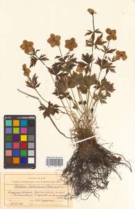 Trollius riederianus Fisch. & C.A.Mey., Siberia, Russian Far East (S6) (Russia)