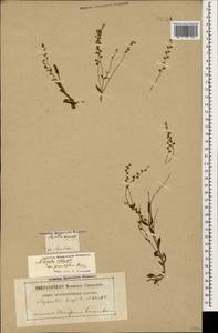 Myosotis ramosissima Rochel, Caucasus, Georgia (K4) (Georgia)