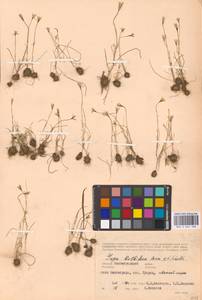 Gagea bulbifera (Pall.) Salisb., Eastern Europe, Lower Volga region (E9) (Russia)