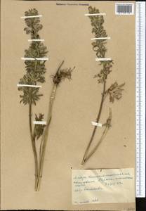 Aconitum rotundifolium Kar. & Kir., Middle Asia, Western Tian Shan & Karatau (M3) (Kyrgyzstan)