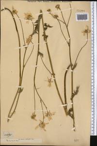 Tanacetum corymbiforme (Tzvelev) K. Bremer & Humphries, Middle Asia, Dzungarian Alatau & Tarbagatai (M5) (Kazakhstan)