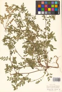 Potentilla supina L., Eastern Europe, Lower Volga region (E9) (Russia)