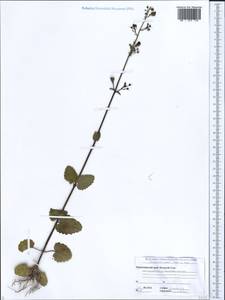 Scrophularia scopolii Hoppe, Caucasus, Black Sea Shore (from Novorossiysk to Adler) (K3) (Russia)