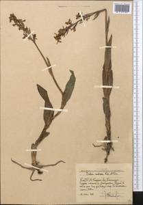 Dactylorhiza incarnata subsp. cilicica (Klinge) H.Sund., Middle Asia, Western Tian Shan & Karatau (M3) (Uzbekistan)