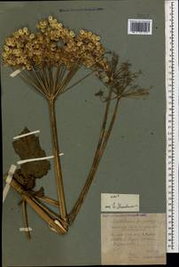 Heracleum asperum (Hoffm.) M. Bieb., Caucasus, Krasnodar Krai & Adygea (K1a) (Russia)