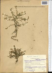 Lepidium ruderale L., Middle Asia, Northern & Central Kazakhstan (M10) (Kazakhstan)