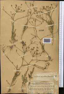 Oedibasis apiculata (Kar. & Kir.) Koso-Pol., Middle Asia, Western Tian Shan & Karatau (M3) (Kazakhstan)