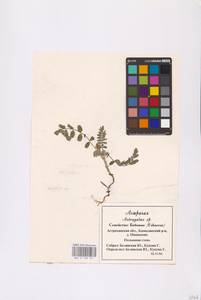 Astragalus, Eastern Europe, Lower Volga region (E9) (Russia)