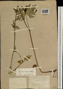 Aconitum krylovii Steinb., Siberia, Altai & Sayany Mountains (S2) (Russia)