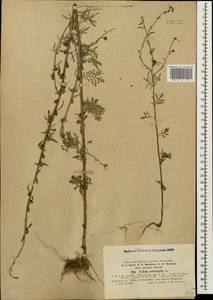 Verbascum orientale (L.) All., Caucasus, Georgia (K4) (Georgia)
