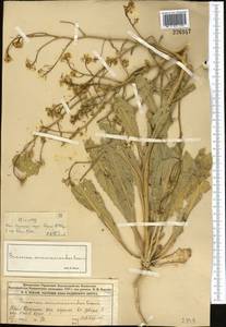 Brassica elongata subsp. integrifolia (Boiss.) Breistr., Middle Asia, Syr-Darian deserts & Kyzylkum (M7) (Kazakhstan)