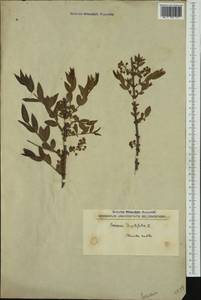 Coriaria myrtifolia L., Botanic gardens and arboreta (GARD) (Not classified)