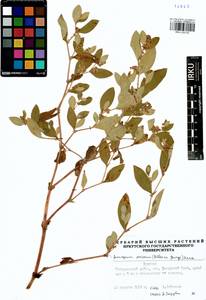 Koenigia sericea (Pall.), Siberia, Baikal & Transbaikal region (S4) (Russia)