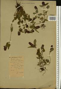 Prunella vulgaris L., Eastern Europe, Central forest region (E5) (Russia)