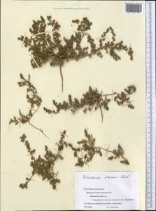Petrosimonia litwinowii Korsh., Middle Asia, Caspian Ustyurt & Northern Aralia (M8) (Kazakhstan)