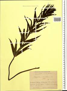Polygonatum verticillatum (L.) All., Caucasus, Krasnodar Krai & Adygea (K1a) (Russia)
