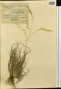 Piptatherum holciforme (M.Bieb.) Roem. & Schult., Siberia, Western (Kazakhstan) Altai Mountains (S2a) (Kazakhstan)