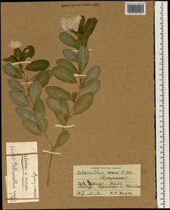 Catharanthus roseus (L.) G. Don, Africa (AFR) (Mali)
