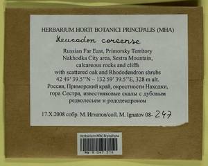 Leucodon coreensis Cardot, Bryophytes, Bryophytes - Russian Far East (excl. Chukotka & Kamchatka) (B20) (Russia)