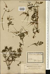 Erodium ciconium, Caucasus, Georgia (K4) (Georgia)