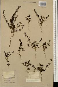 Kickxia elatine (L.) Dumort., Caucasus, Krasnodar Krai & Adygea (K1a) (Russia)