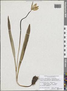 Tulipa sylvestris subsp. australis (Link) Pamp., Eastern Europe, Central forest-and-steppe region (E6) (Russia)