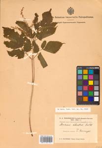 Aruncus dioicus (Walter) Fernald, Siberia, Russian Far East (S6) (Russia)