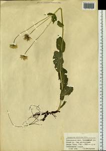 Doronicum altaicum Pall., Siberia, Altai & Sayany Mountains (S2) (Russia)