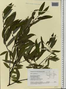 Salix acutifolia Willd., Eastern Europe, Central region (E4) (Russia)